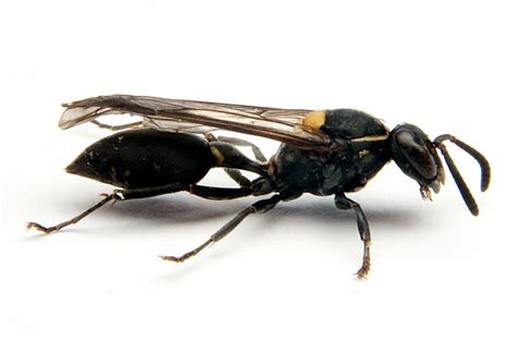 Wasp Venom Selectively Assassinates Cancer Cells – Orta Blu