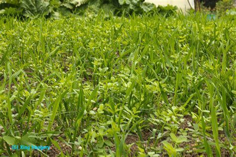 Allotment Garden: Planting the green manure