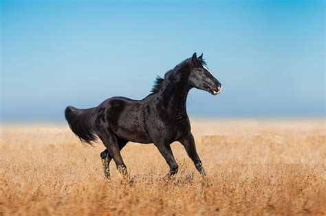 The black horse breeds-a very special black horse - Pet Furry Care