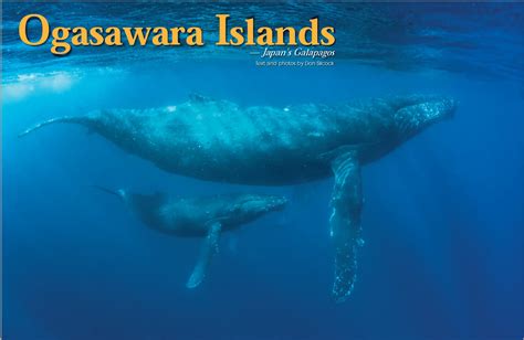 World Heritage Ogasawara Islands | Dive Japan