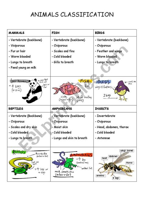 Animal Classification Worksheet — db-excel.com