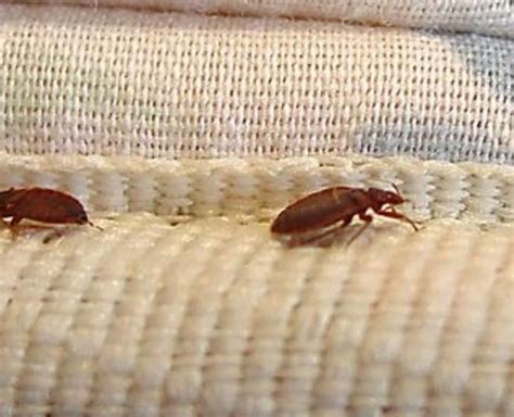 Bed Bugs Khatmal Home Remedies | bed bugs khatmal home remedies | HerZindagi