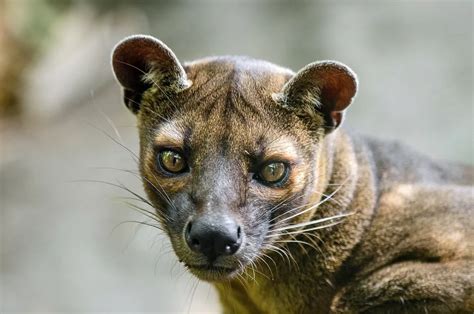 Fossa, the biggest carnivorous mammal in Madagascar