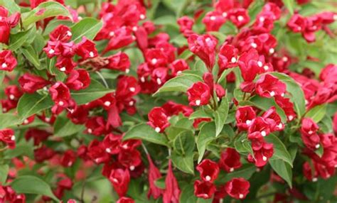 Sonic Bloom Red Weigela - 3 Gallon Container - Grimm's Gardens