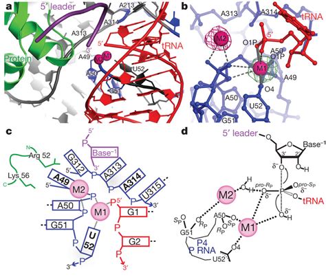 Structure of the RNase P active site environment.a, The active site is... | Download Scientific ...