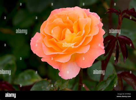 Harkness roses hi-res stock photography and images - Alamy