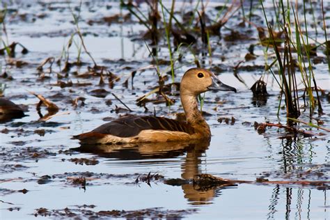 SOUTH EAST ASIA BIRDS - Malaysia birds paradise: Lesser whistling duck