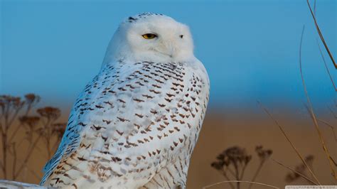 Snowy Owl Wallpaper HD (78+ images)