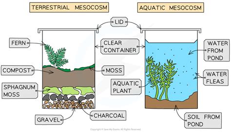 IB DP Biology: HL复习笔记4.1.7 Skills: Species, Communities, Ecosystems ...