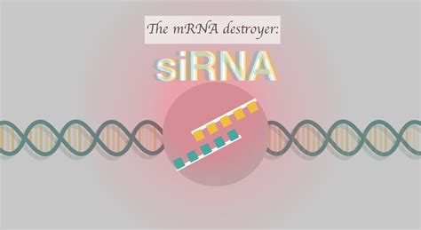 siRNA (Small Interfering RNA): Structure And Function