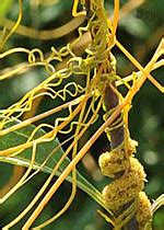 Weeds and Their Control: Dodder (Cuscuta spp.)