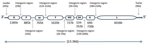 Development of Human Metapneumovirus Vaccine - Creative Diagnostics