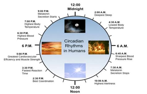 Circadian rhythms or Body clock...there is more to it than just SLEEP | Science And Samosa