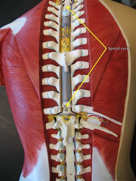 Torso Model Labeled Posterior