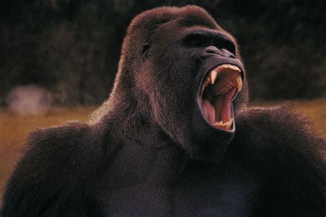 The Size of Gorilla Teeth | Animals - mom.me