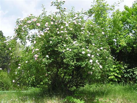 Rosa canina L. | Plants of the World Online | Kew Science