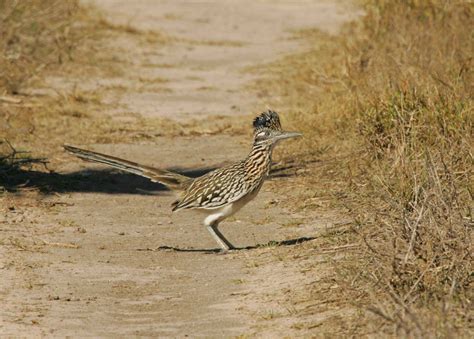 Free picture: roadrunner, bird, standing, geococcyx californianus