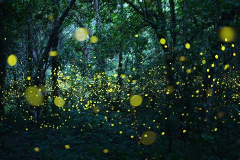 Synchronous Fireflies Smoky Mountains 2024 - Britni Savina