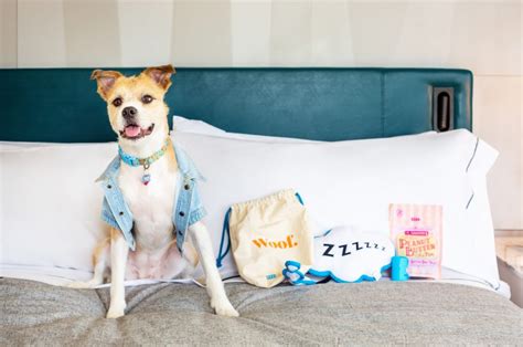 Hilton Hotels Pet Policy — Pet Friendly Travel