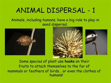 Animal Seed Dispersal For Kids