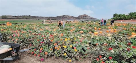 Head To Tanaka Farms In Irvine For U-Pick Sunflowers In Southern CA