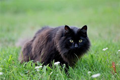 Long Hair Cat Black