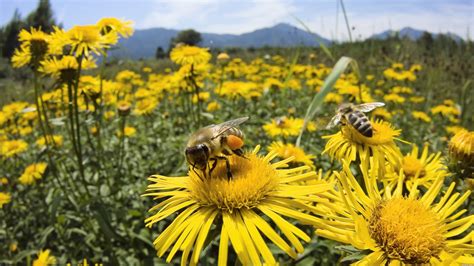 Todo sobre las abejas: Importancia en la naturaleza | Ecología Hoy