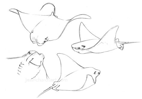 Beautiful cownose ray sketches | Stingray tattoo, Tattoo drawings, Ray ...