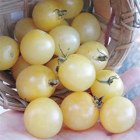 Red cherry Tomato seeds | Most Popular Seeds