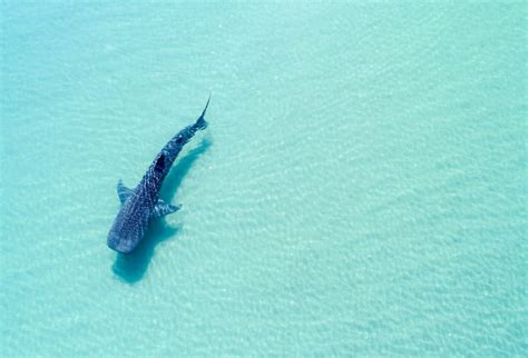 Swim with Whale Sharks La Paz, Mexico, 2024 - Baja California Sur