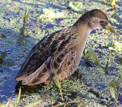 Minnesota Marshbird Survey | Audubon Minnesota