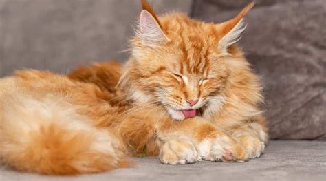 Orange Maine Coon Cat Breed Profile: Care, Traits, Facts, & More - Love Your Cat