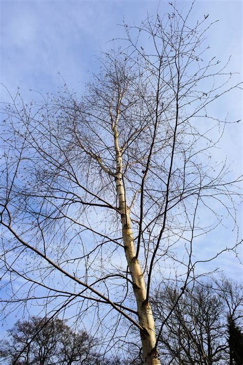 Free Images : tree, nature, branch, blossom, winter, sky, white, leaf ...