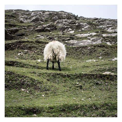 Small Geographies: Ireland: Sheep