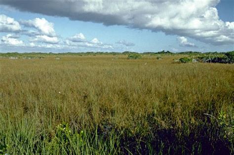 Everglades National Park | Everglades national park, Everglades, National parks