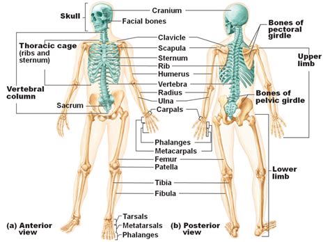 Bones in the Body - Anatomy Info