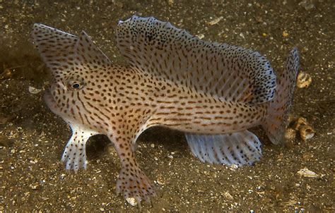 Spotted Handfish | Spotted Handfish taken in the Derwent Riv… | Flickr