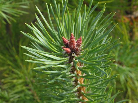 Scots pine - How To Grow Trees