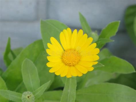 Calendula flower stock image. Image of orange, fence - 73116381