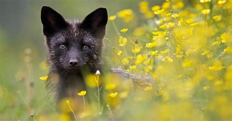 The Rare Beauty Of Black Foxes (45 Pics) | Fox pictures, Fox, Silver fox