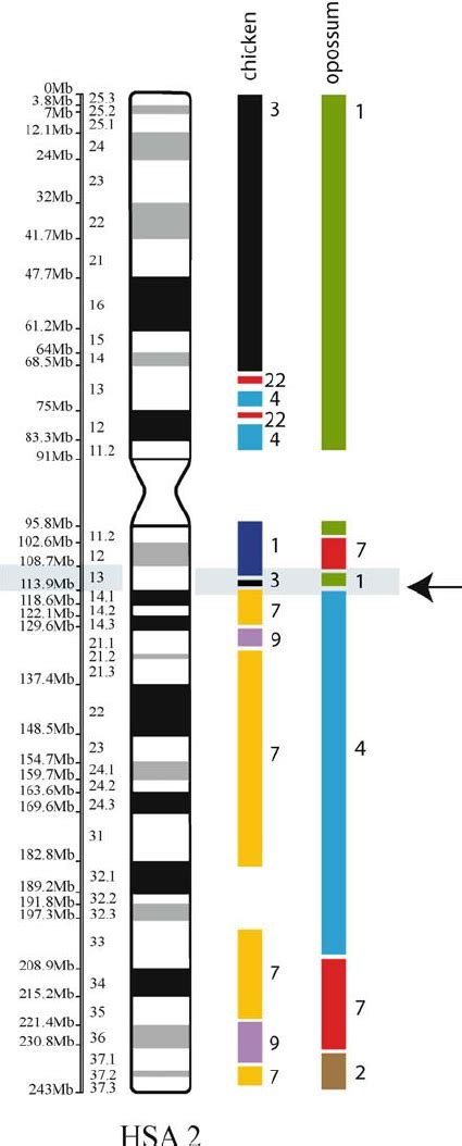 Human chromosome 2 is represented by two separate chromosomes in the... | Download Scientific ...