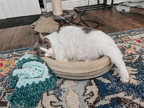 The Best Heated Cat Bed - Warming Pet Beds for Cats