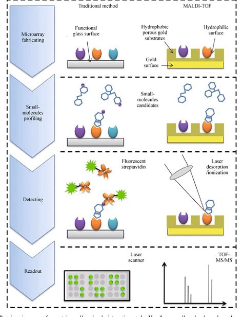 Functional protein microarray: an ideal platform for investigating protein binding property ...