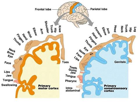 Motor and sensory cortex of brain | Motor cortex, Brain mapping, Nurse practitioner school