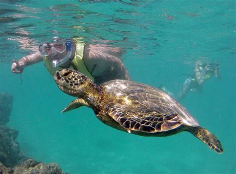 Hanauma Bay Guided Snorkel Tour - .Hanauma Bay Dive Tours Reservations