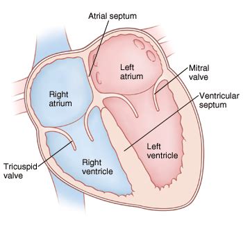 What is located between the upper and lower chambers of the heart ...