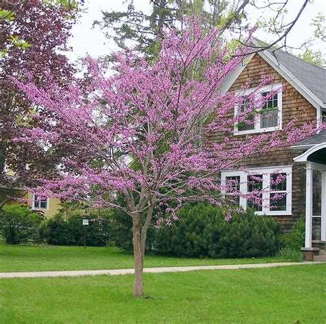 Minnesota Strain Redbud - Knecht's Nurseries & Landscaping | Eastern redbud, Redbud tree ...