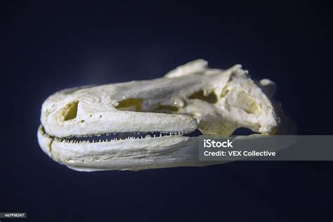 Chinese Giant Salamander Skull Stock Photo - Download Image Now ...