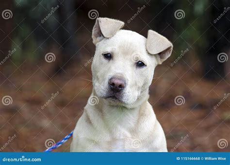 Fawn Pitbull Puppy Dog Head Tilt, Pet Rescue Adoption Photography Stock ...