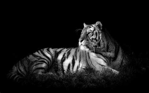 White Siberian Tiger Wallpapers - Wallpaper Cave